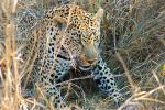 Leopard, Africa, AMFD01_031