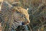 Leopard, Africa, AMFD01_032