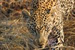 Leopard, Africa, AMFD01_033