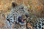 Leopard, Africa, AMFD01_034
