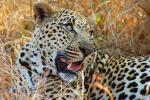 Leopard, Africa, AMFD01_035