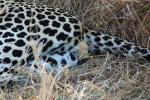 Leopard, Africa, AMFD01_036