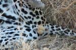 Leopard, Africa, AMFD01_037