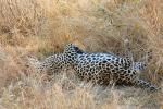 Leopard, Africa, AMFD01_038