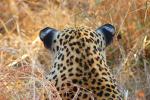 Leopard, Africa