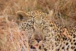 Leopard, Africa, AMFD01_041