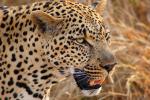 Leopard, Africa, AMFD01_042