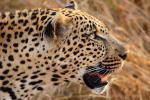 Leopard, Africa, AMFD01_043