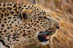 Leopard, Africa, AMFD01_044