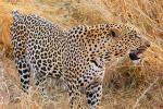 Leopard, Africa, AMFD01_045
