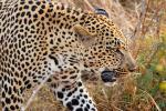 Leopard, Africa, AMFD01_046
