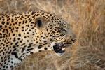 Leopard, Africa, AMFD01_047
