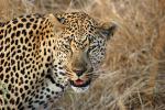Leopard, Africa, AMFD01_048