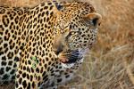 Leopard, Africa, AMFD01_049