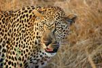 Leopard, Africa, AMFD01_050
