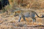 Leopard, Africa, AMFD01_051