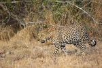 Leopard, Africa, AMFD01_052