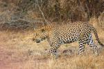 Leopard, Africa, AMFD01_053