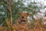 Leopard, Africa, AMFD01_054