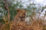 Leopard, Africa, AMFD01_055