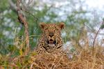 Leopard, Africa, AMFD01_056