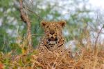Leopard, Africa, AMFD01_057
