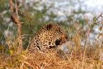 Leopard, Africa, AMFD01_058