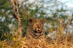 Leopard, Africa, AMFD01_059