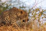 Leopard, Africa, AMFD01_060