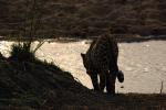 Leopard, Africa, Drinking Water, AMFD01_061