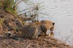 Leopard, Africa, Drinking Water, AMFD01_063