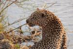 Leopard, Africa, Drinking Water, AMFD01_064