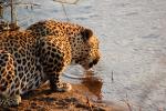 Drinking Water, Leopard, Africa, AMFD01_065