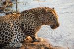 Drinking Water, Leopard, Africa