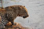 Drinking Water, Leopard, Africa, AMFD01_067