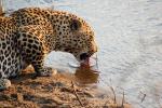 Drinking Water, Leopard, Africa, AMFD01_068