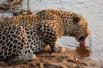 Drinking Water, Leopard, Africa, AMFD01_069