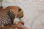 Leopard, Africa, Drinking Water, AMFD01_070