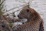 Leopard, Africa, Drinking Water