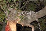 Leopard, Africa, AMFD01_072