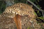 Leopard, Africa, AMFD01_082