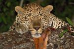 Leopard, Africa, AMFD01_083