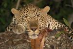 Leopard, Africa, AMFD01_087