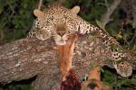 Leopard, Africa, AMFD01_088