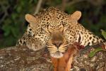 Leopard, Africa, AMFD01_095