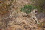 roaring Lion, Africa, AMFD01_097