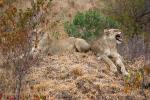 Lion, Africa, AMFD01_098