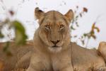 Lion, Africa, AMFD01_100