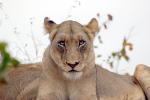 Lion, Africa, AMFD01_101