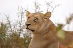 Lion, Africa, AMFD01_102